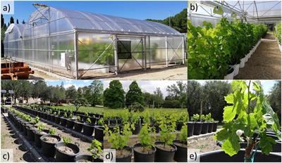 UV light and adaptive divergence of leaf physiology, anatomy, and ultrastructure drive heat stress tolerance in genetically distant grapevines